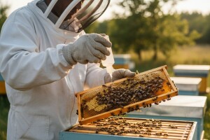 Pčelarima novčane potpore zbog suzbijanja varooze