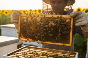 Pčelarima ove godine devet milijuna kuna