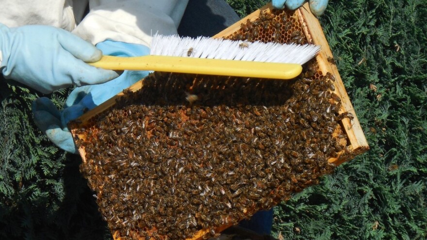 Dodijelit će pomoć malim pčelarima - raspisali javni poziv