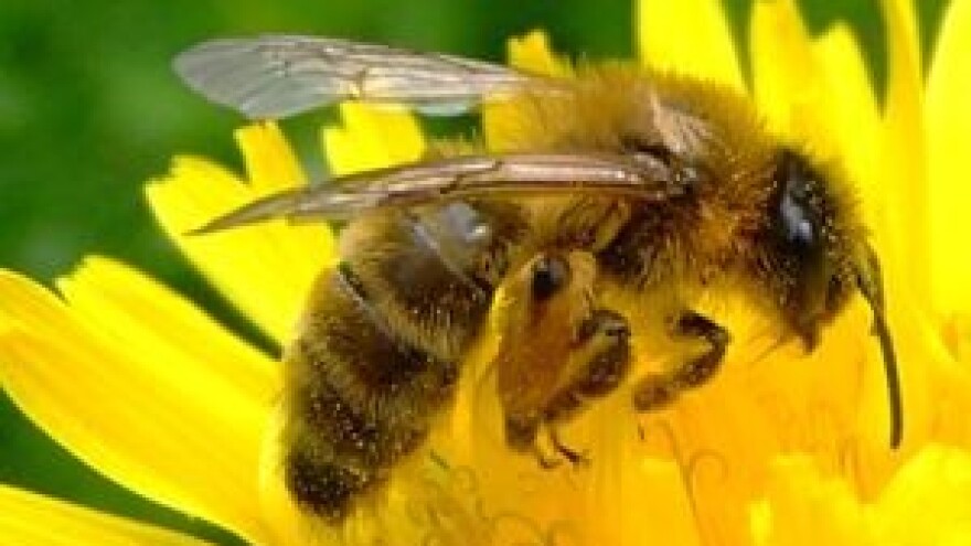 EU želi hrvatske pčelinje proizvode