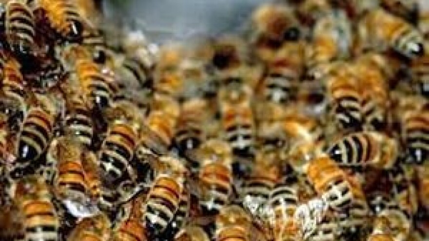 Osijek - kolijevka hrvatskog pčelarstva