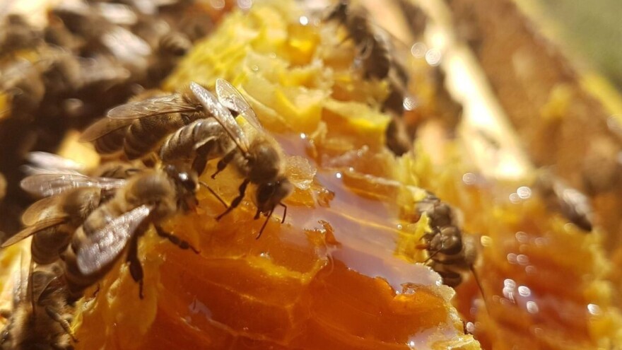 Nacrt prijedloga Programa "Školski medni dan s hrvatskih pčelinjaka"