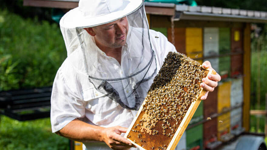 Pčele su ključne za oprašivanje, održivost poljoprivrede, sigurnost hrane i bioraznolikost