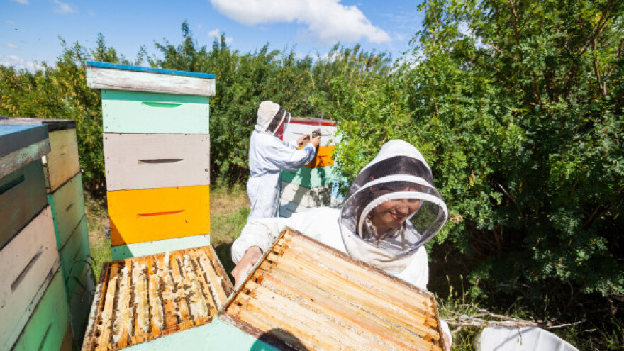 Pčelarstvo kao perspektivna grana