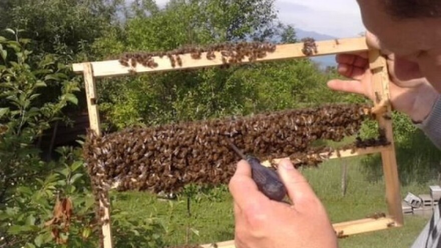 Organizacijom do stoljetnog uspjeha u pčelarstvu