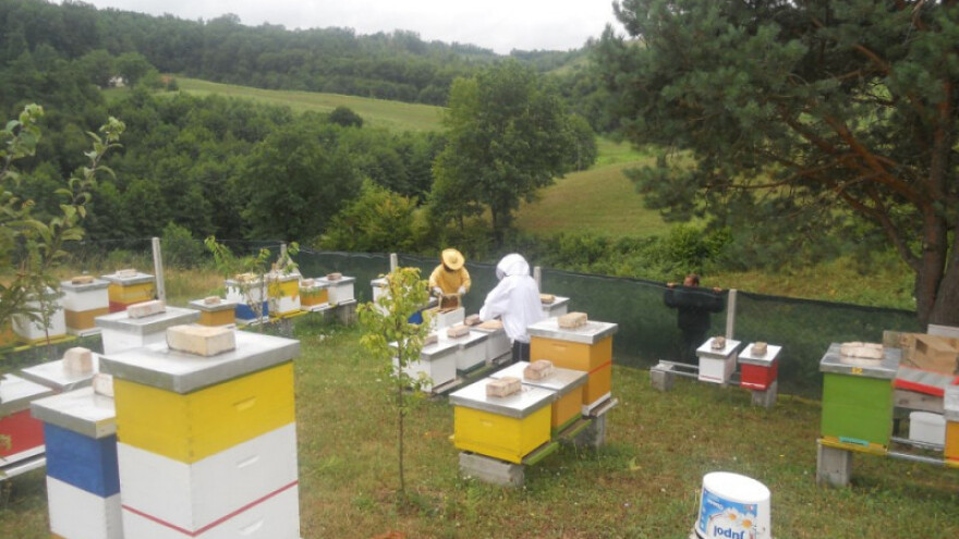 Na vidiku izrada Pravilnika o pčelarstvu?