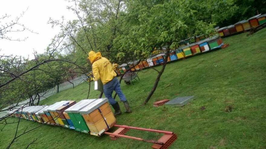 Haris Redžić: Jedni smo od vodećih proizvođača matične mliječi u BiH