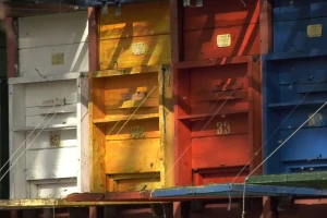 Toplo vreme ne pogoduje pčelama - strah od jakih jutarnjih mrazeva