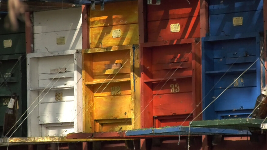 Toplo vreme ne pogoduje pčelama - strah od jakih jutarnjih mrazeva