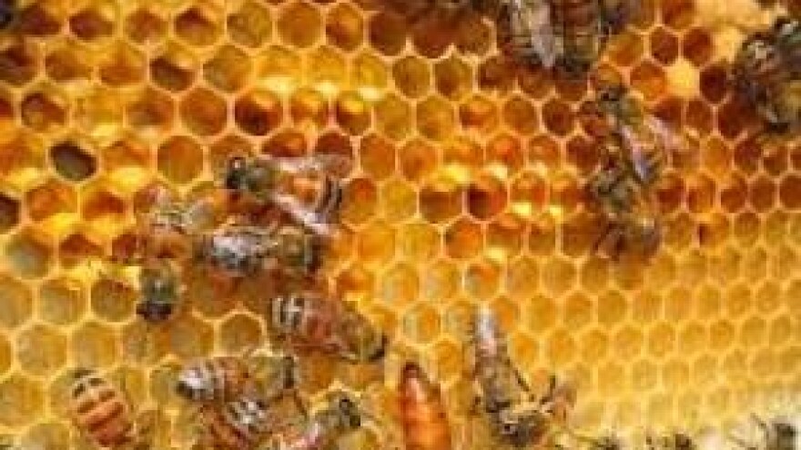 U susret 10. Pčelarskim danima