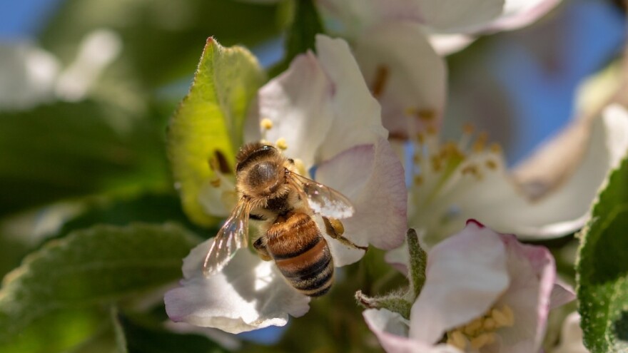 Europski sud zbog zaštite pčela potvrdio zabranu neonikotinoida