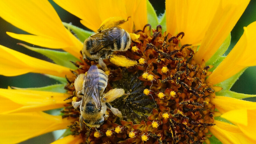 Kako se poljoprivredna zajednica pokreće da bi zaštitila pčele - hrvatski pčelari u Bruxellesu
