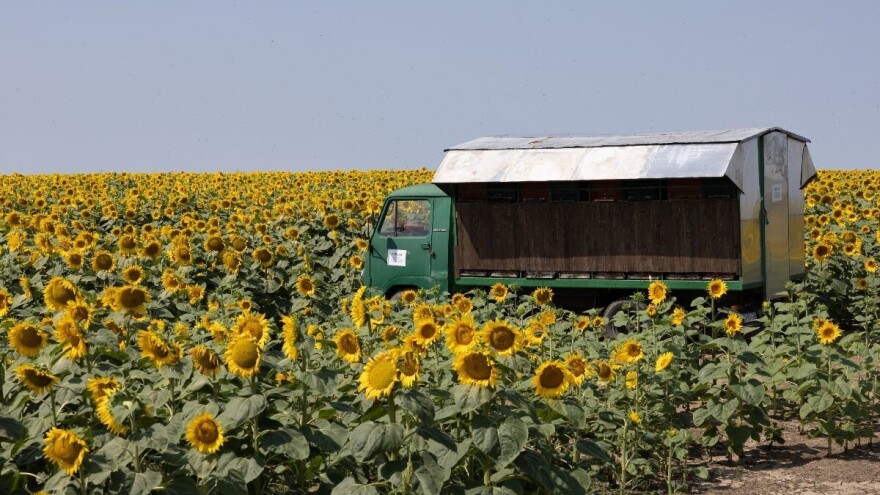 Radovi u pčelinjaku tijekom srpnja
