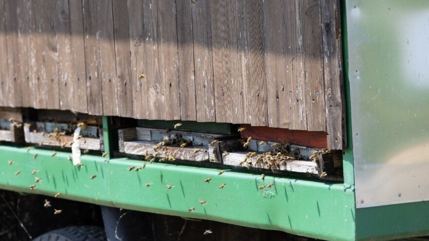 Pčelari, isplaćene su potpore za saniranje šteta uzrokovanih pomorom pčela