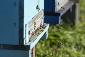 Pomozimo pčelarima s poplavljenih područja!