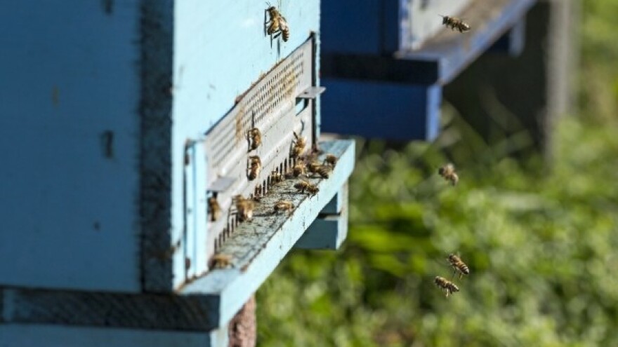 Pomozimo pčelarima s poplavljenih područja!