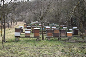 U ovoj godini 3,77 milijuna eura pčelarima - evo popisa intervencija i rokova prijave