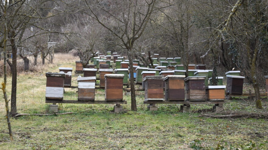 U ovoj godini 3,77 milijuna eura pčelarima - evo popisa intervencija i rokova prijave
