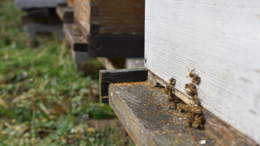 Novim paketom Vlade pčelarima dodatnih do tri eura potpore po košnici