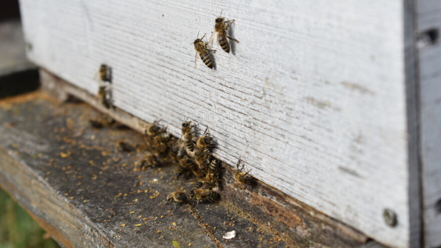 Pčelari, na vrijeme podnesite zahtjeve za potporu u okviru Nacionalnog programa