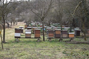 Decembar u pčelinjaku: Šta se sve može napraviti tokom zimskog razdoblja?