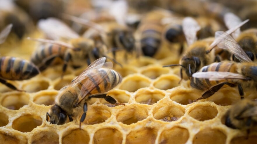 Pčelinjak - poslednje pripreme za lakše prezimljavanje pčela