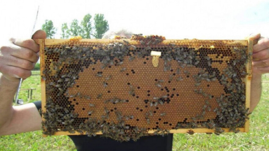 Pčelarenje uvek dobar izbor