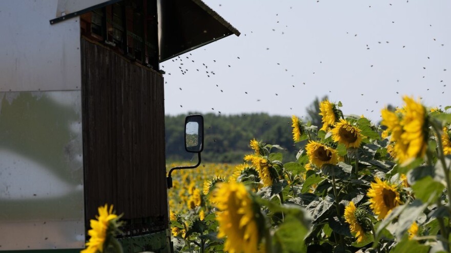 Intervencijama unutar Strateškog plana ZPP-a pčelarima osigurano 3,8 milijuna eura godišnje