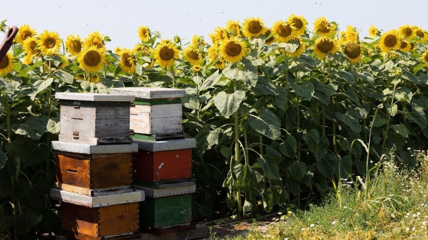 Tko ima pravo na potporu za saniranje šteta uzrokovanih pomorom pčelinjih zajednica?