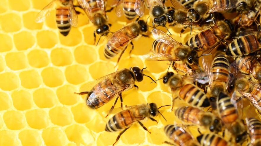 Kako izgleda dobra zimska zaliha za pčele? - Pčelarstvo | Agroklub.com