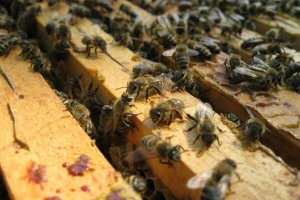 Zašto je važna stimulacija matice za zaleganje većih površina saća?