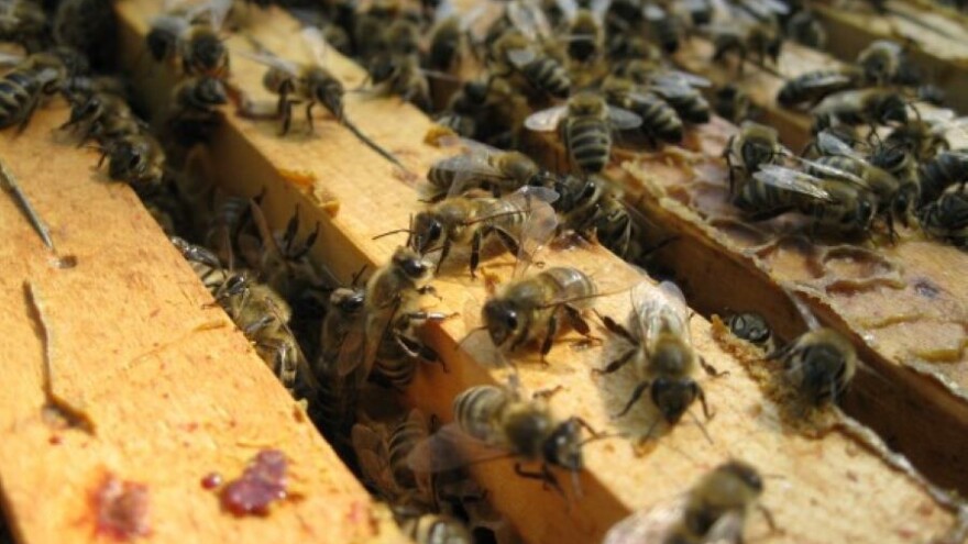 Zašto je važna stimulacija matice za zaleganje većih površina saća?