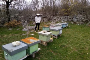Imaju više košnica nego stanovnika i prave odličan med