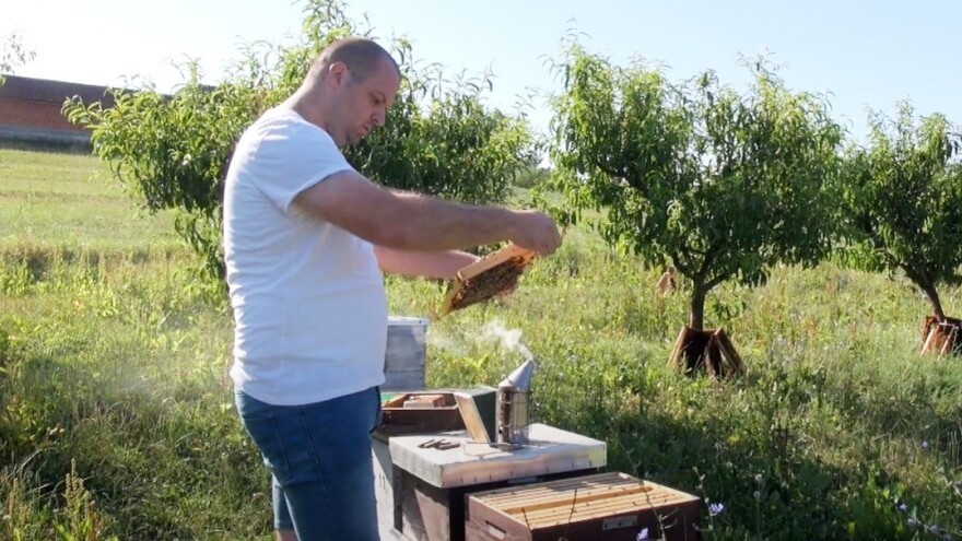 Med ove godine pod velikim upitnikom - Ivanu Boškoviću zadnja šansa zelena gnojidba