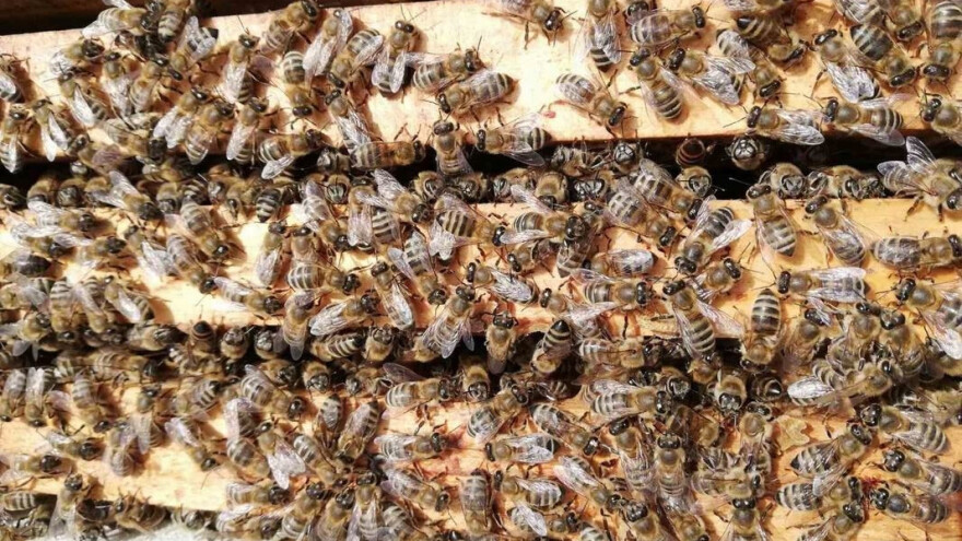 Sve više mladih želi da se bavi pčelarstvom: Edukacije neophodne