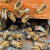 Kolovoz znači i početak nove pčelarske godine - što obaviti u ovom mjesecu?