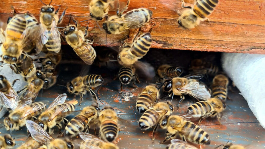 Kolovoz znači i početak nove pčelarske godine - što obaviti u ovom mjesecu?