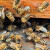 Avgust znači i početak nove pčelarske godine - šta obaviti u ovom mjesecu?