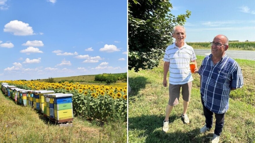 Kako su pčele podnele toplotni talas i da li je upitan prinos meda - znaju stručnjaci