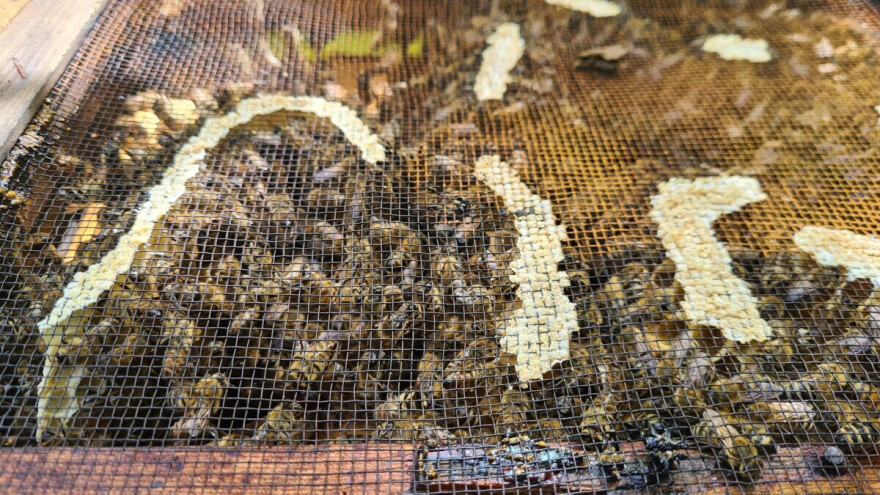 Radovi u pčelinjaku tokom februara