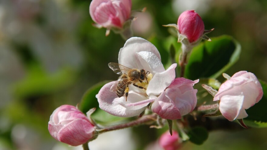 U SAD oprašivanje usjeva isplativije od proizvodnje meda