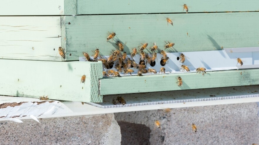Otpad sa dna košnice pokazuje u kakvom su stanju pčele