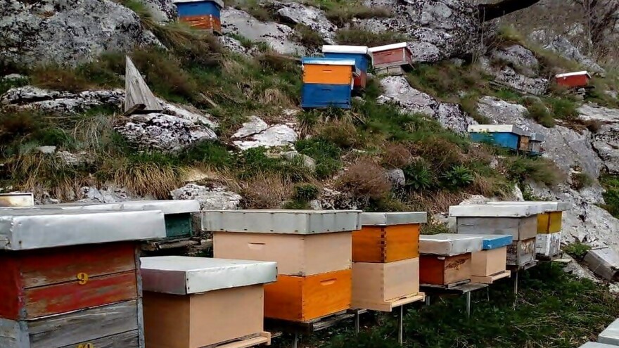 Loša godina za hercegovačke pčelare - ima li još vremena da se što popravi?