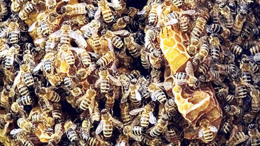 Štete od pomora pčela veće od 100 milijuna kuna
