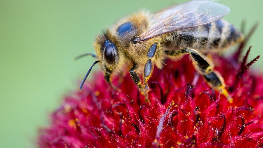 Neonikotinoidima crveno svetlo, države članice EU izglasale zabranu