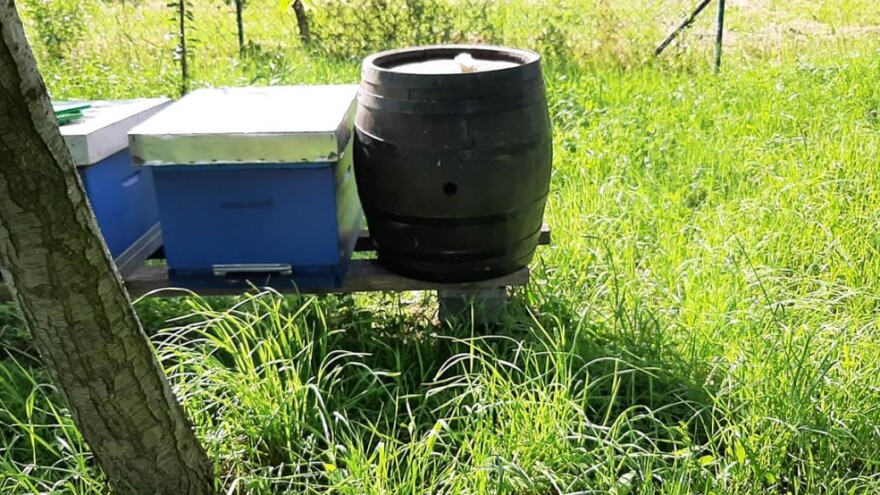 Još jedan spašen roj - pčele ostale u bačvi