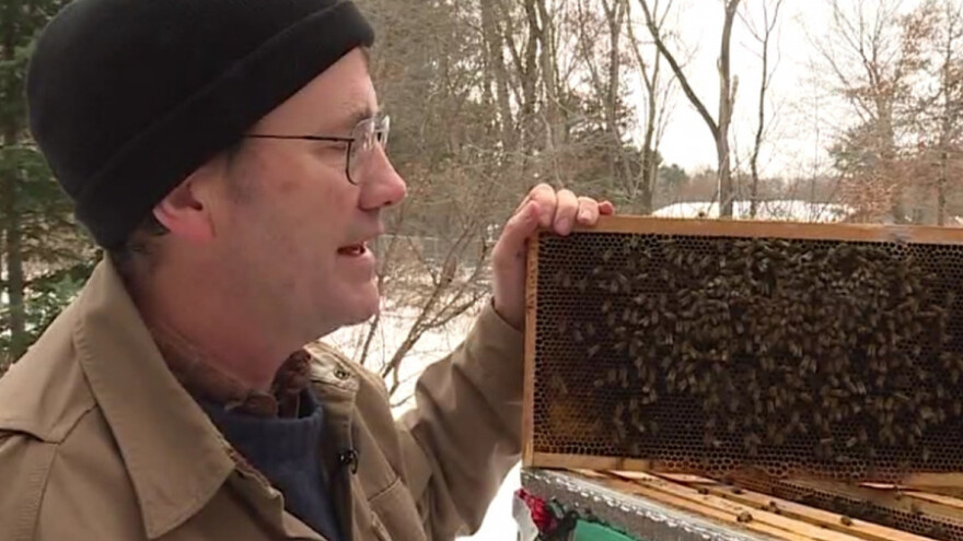 Otkrivena bakterija koja zimi ubija pčele?