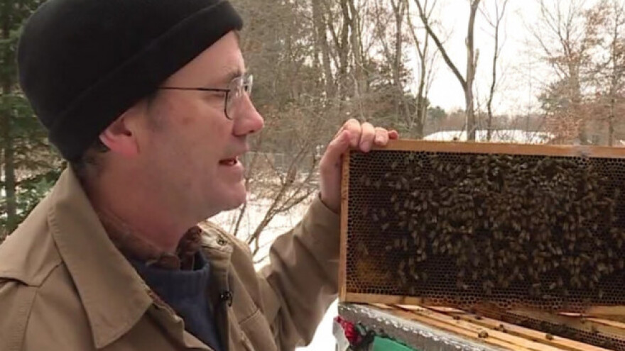 Otkrivena bakterija koja zimi ubija pčele?