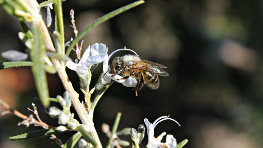 BiH ostaje bez kolonija pčela?