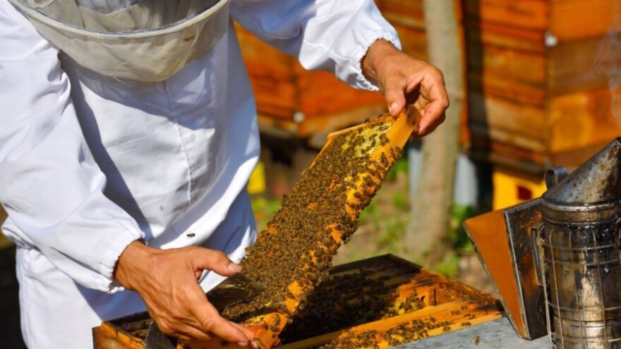 Selekcijom do produktivnije matice